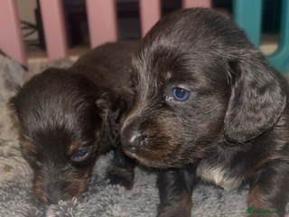 Dachshund dogs - Advert 24