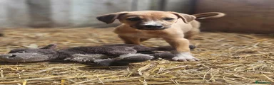 Mixed Breed Puppy 4