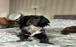 Cocker Spaniel dogs for stud: Cocker spaniel for stud  in Melton Mowbray - Advert 2