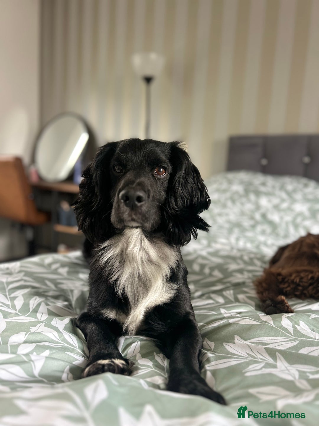 Cocker Spaniel dogs for stud: Cocker spaniel for stud  in Melton Mowbray - Advert 2