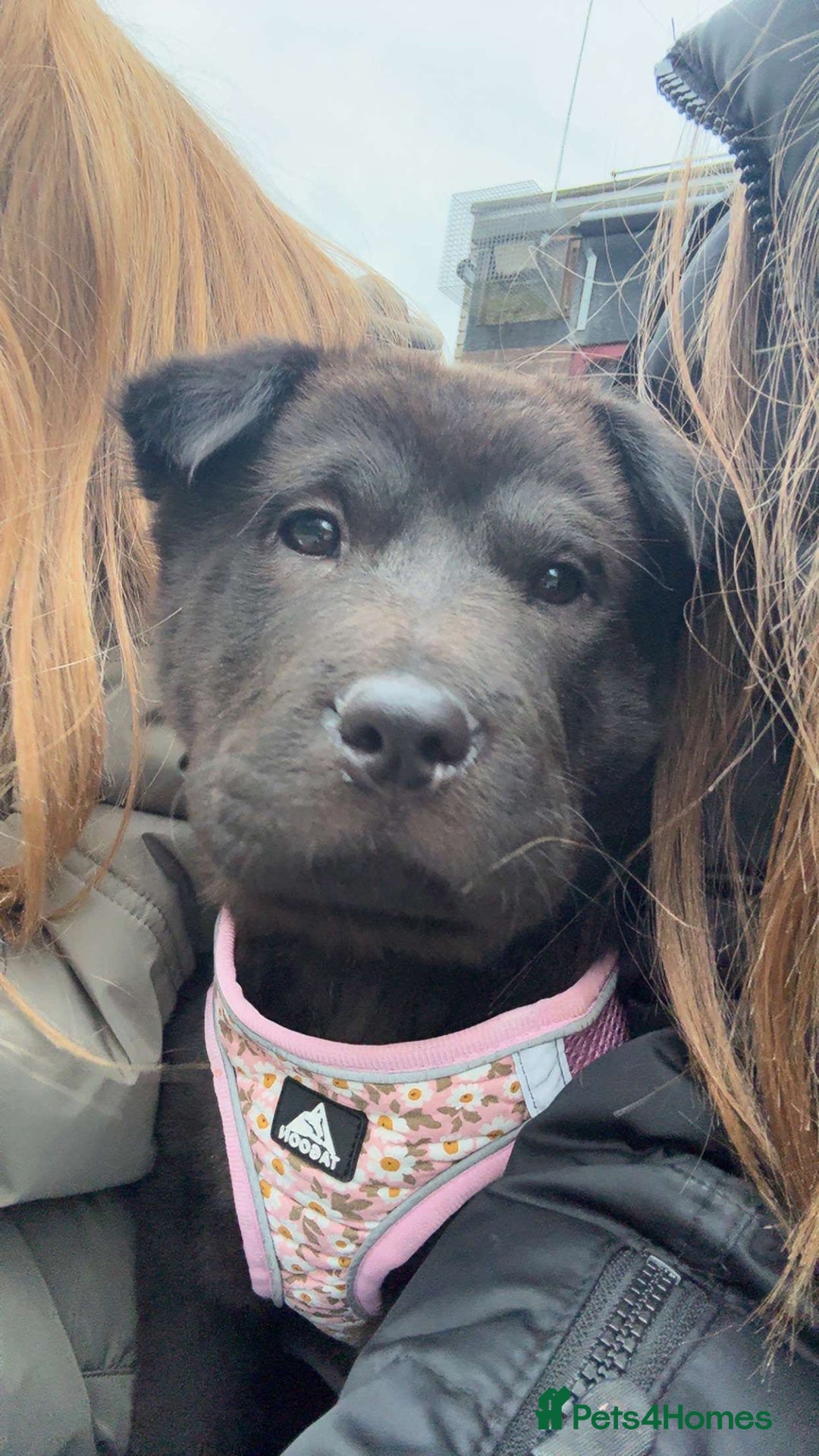 Mixed Breed dogs for sale: Lady fluffy bear coat shar pai mix  - Image 4