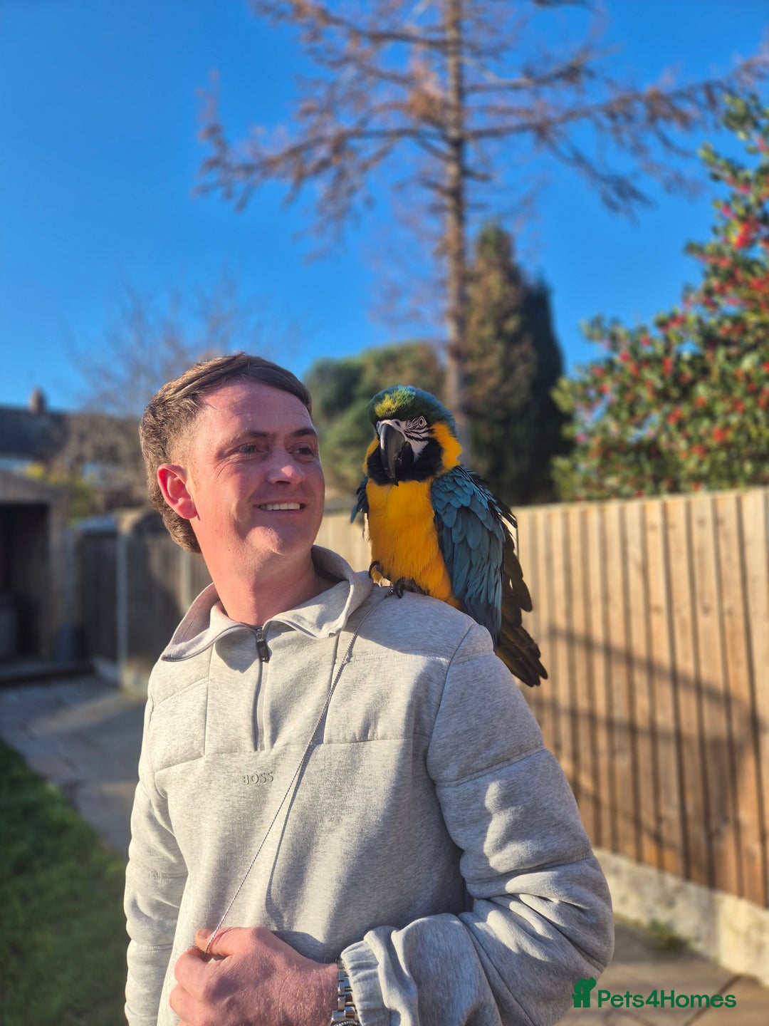 Macaws birds for sale: Blue & Gold Male Macaw - Advert 16