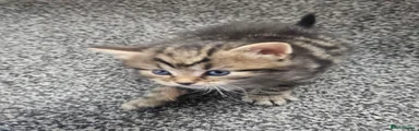 Mixed Breed Kitten 3