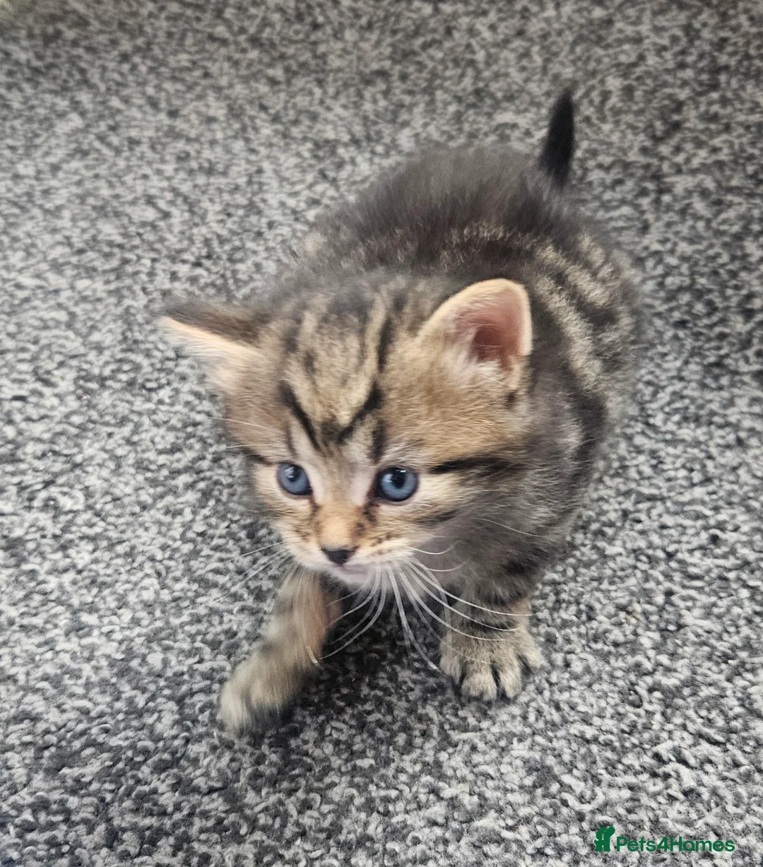 Mixed Breed cats for sale: 3 beautiful male kittens in Swadlincote - Advert 2