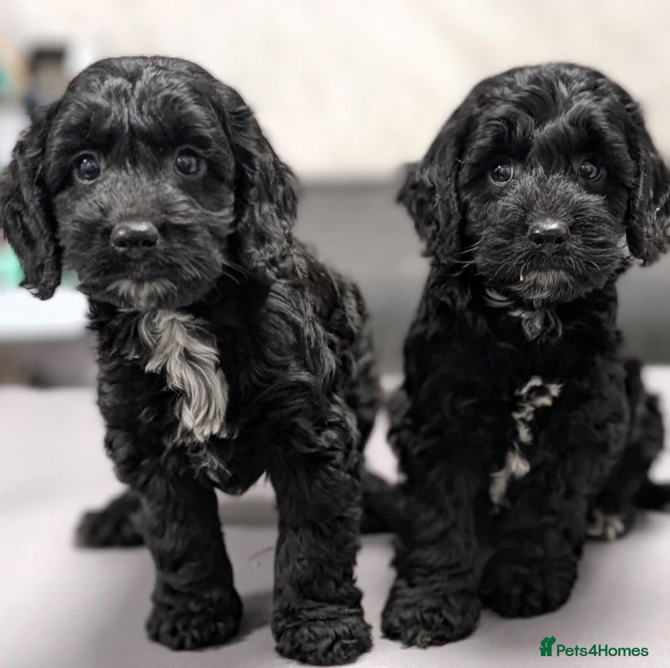 Cockapoo dogs Licensed breeder, health tested F1 cockapoos - Advert 2