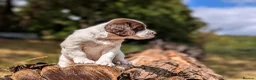 English Springer Spaniel dogs for sale: KC Registered English Springer Spaniel Puppies - Advert 16