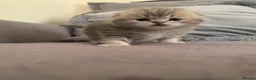Scottish Fold cats for sale: 🌸PURE BREED SCOTTISH FOLD KITTENS🌸 - Advert 12