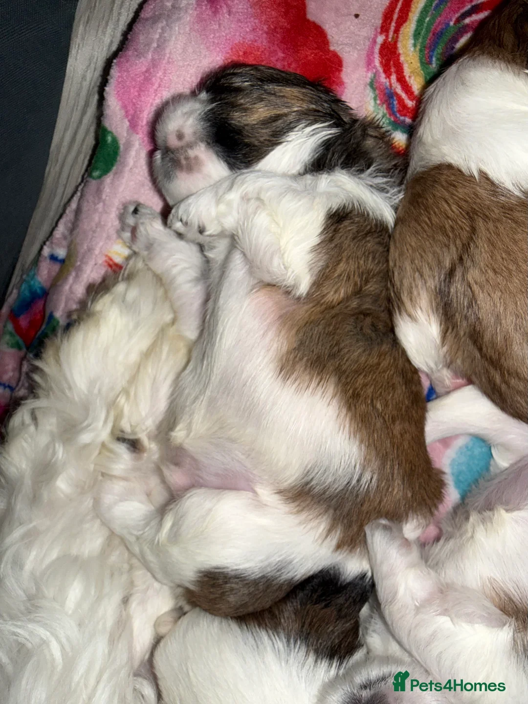 Shih Tzu dogs for sale: Shih Tzu puppies - Advert 22