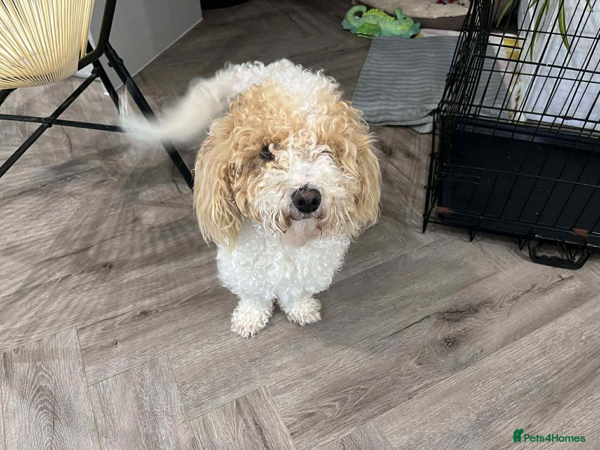 Poochon dogs Loving, Poodle-Bichon mix looking for a new home - Advert 17