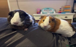 Guinea Pig rodents for sale: Evie and Poppy - Image 1