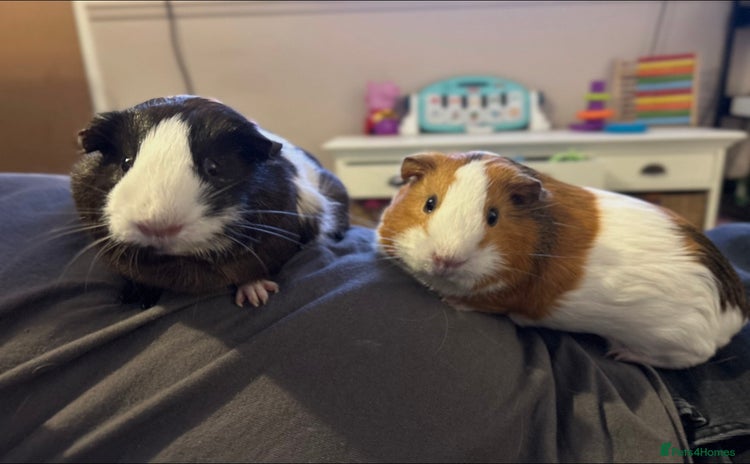 Guinea Pig rodents - Advert 1