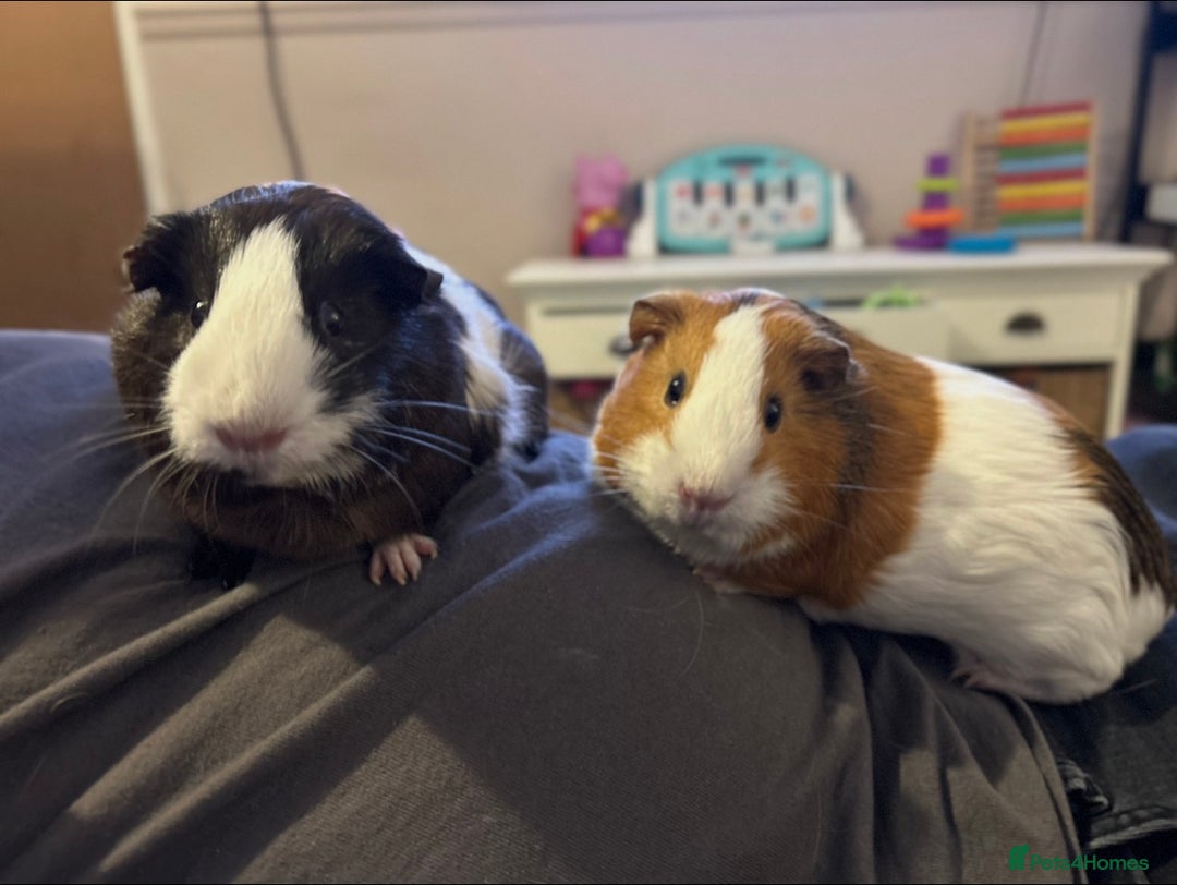 Guinea Pig rodents for sale: Evie and Poppy - Image 1