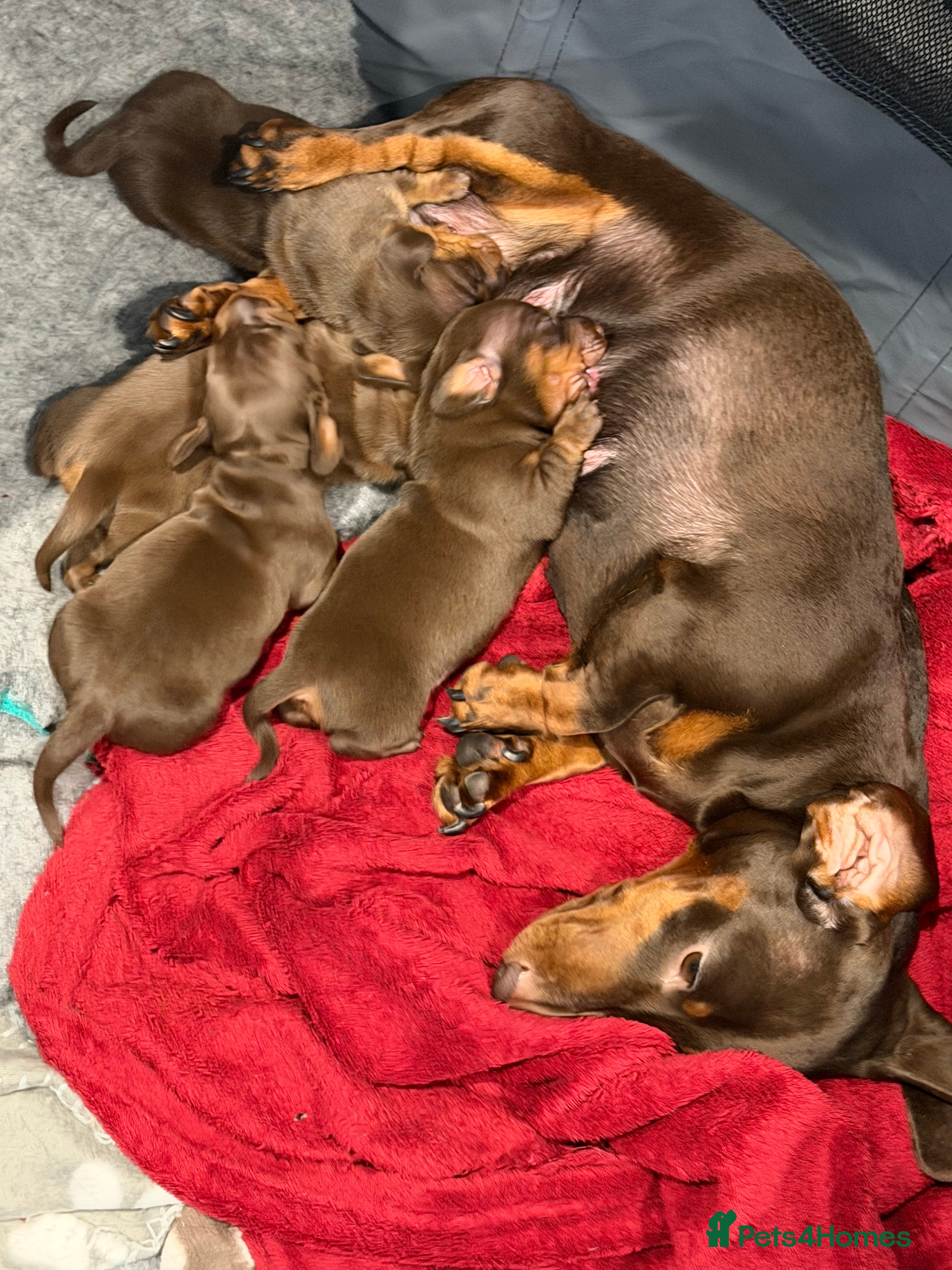 Dachshund dogs Kc registered mini dachshunds  🐶 - Advert 1