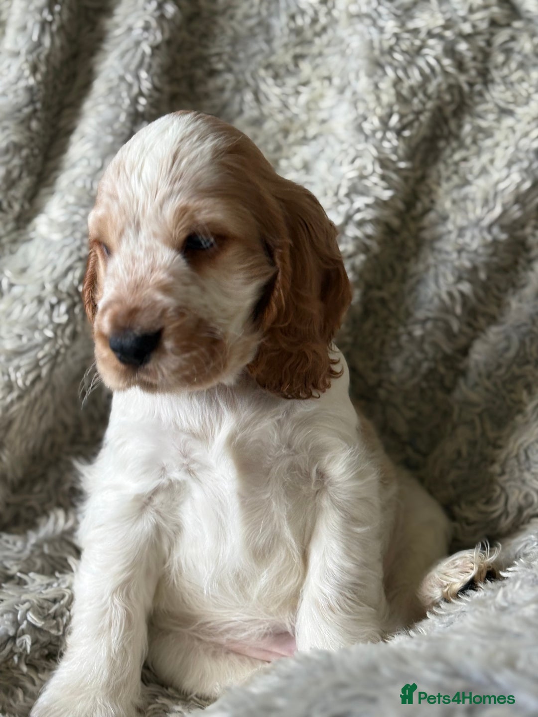 Cocker Spaniel dogs for sale: 2 orange roan cocker spaniels  - Advert 6
