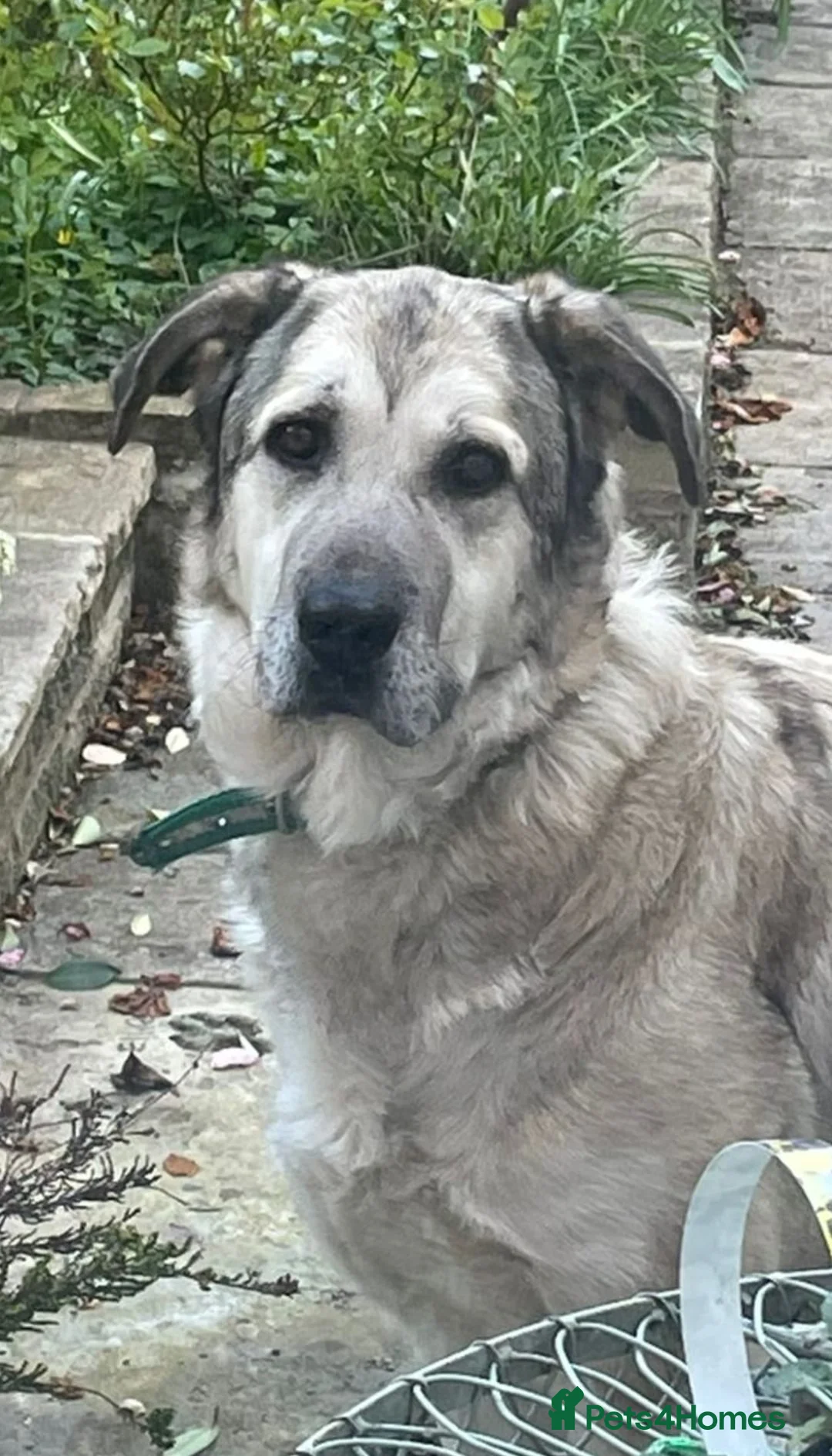 Mixed Breed dogs for adoption: Lovely Lara 🩷🐾 - Advert 2