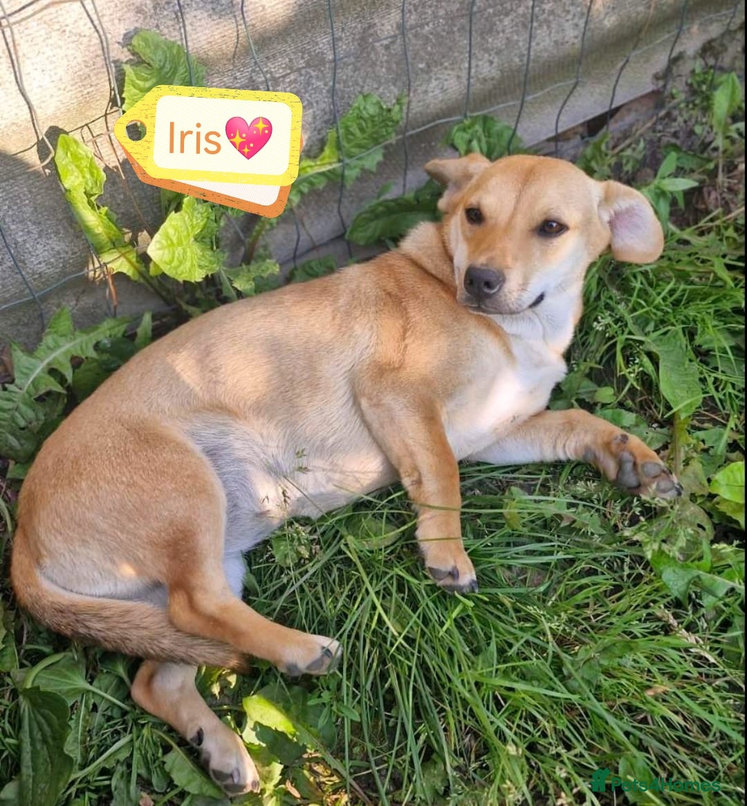 Mixed Breed dogs for adoption: 💖🐶 IRIS 🐶💖 - Image 4