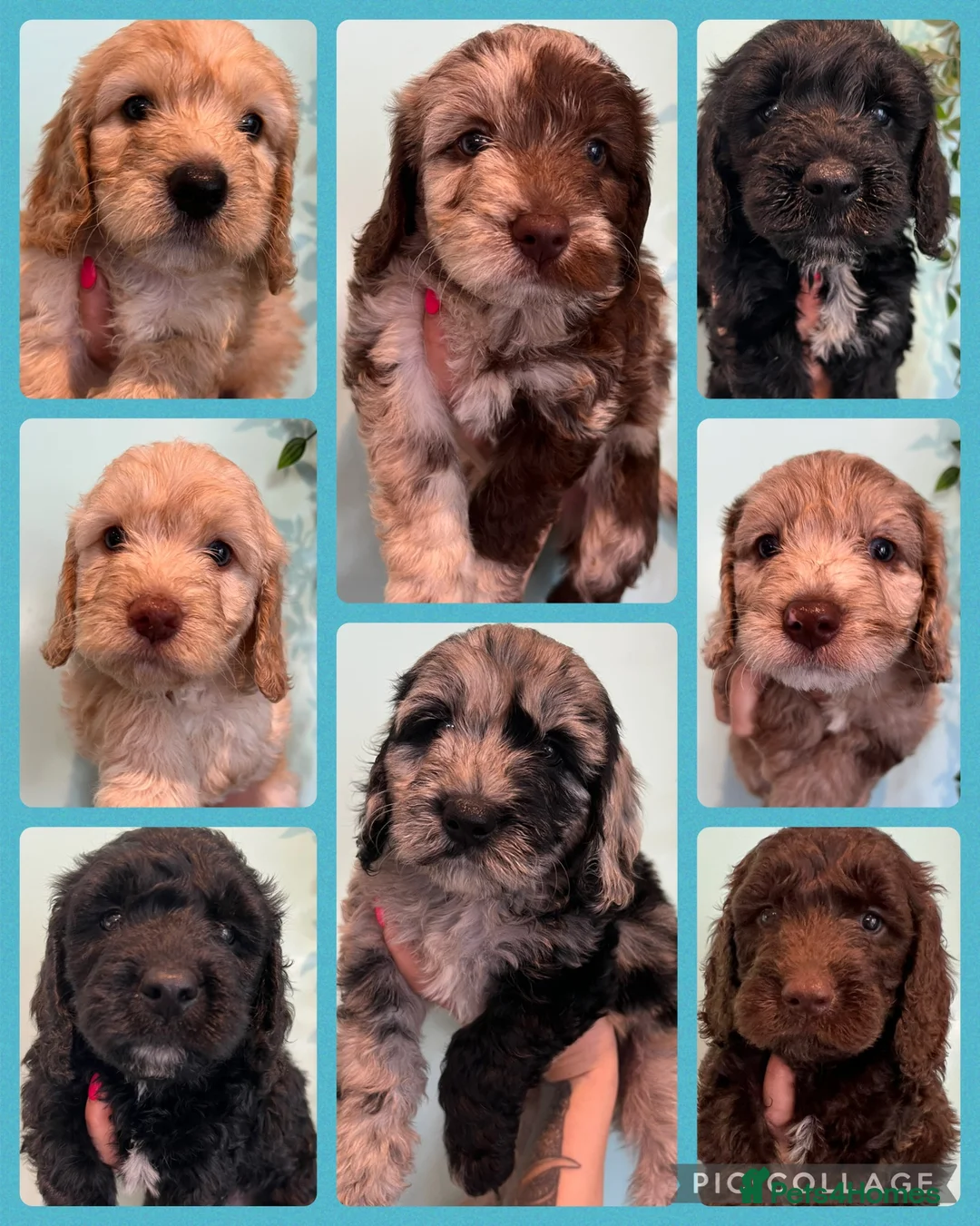 Standard Poodle dogs for stud: Freddie - Professional Stud Service in Eastleigh - Advert 15