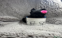 Yorkshire Terrier dogs for sale: Yorkshire terrier Tea cup puppies 480g at 8 weeks - Image 2