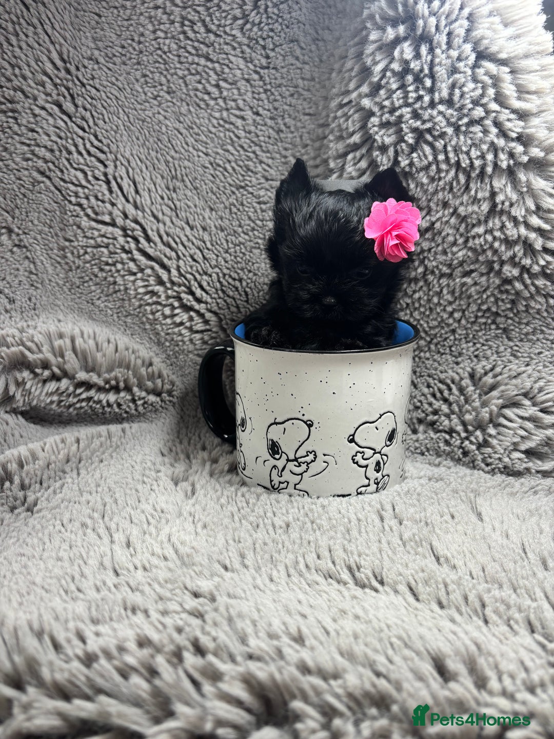 Yorkshire Terrier dogs for sale: Yorkshire terrier Tea cup puppies 480g at 8 weeks - Image 2