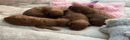 Toy Poodle dogs for sale: Deep red kc true size toy poodles - Advert 7
