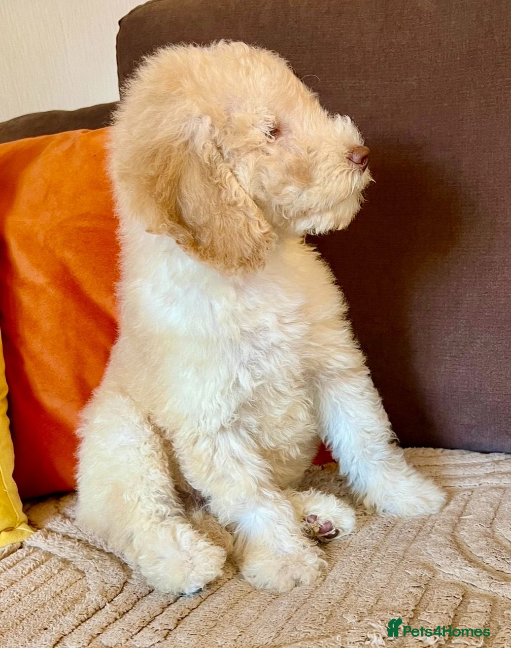 Labradoodle dogs READY NOW! Labradoodle puppy Fun Fluffy, LAST 1!!  - Advert 2