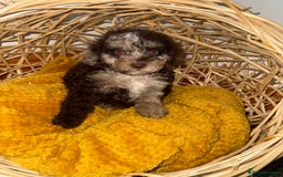 Miniature Poodle dogs for sale: 3 beautiful miniature poodles  - Image 6