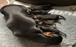 Miniature Dachshund dogs for sale: Miniature daschunds  - Image 16