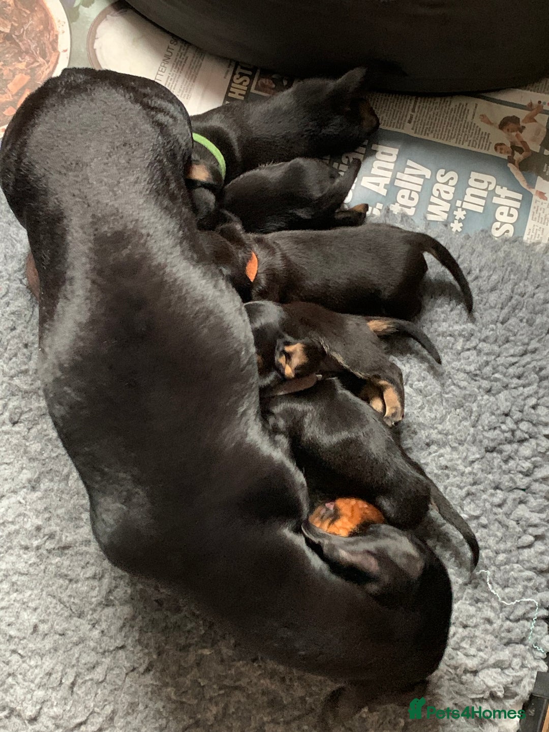 Miniature Dachshund dogs for sale: Miniature daschunds  - Image 16