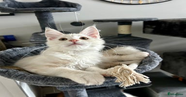Maine Coon cats - Advert 1