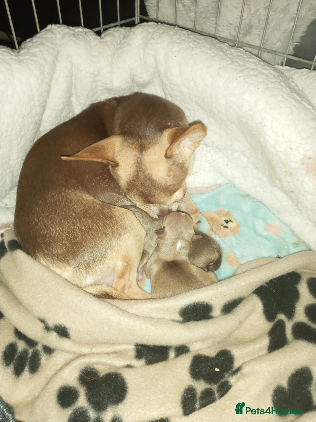 Chihuahua dogs for sale: Chihuahua puppys for sale  - Advert 1