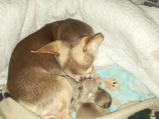 Chihuahua dogs Chihuahua puppys for sale - Advert 1
