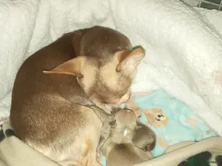 Chihuahua dogs Chihuahua puppys for sale - Advert 13