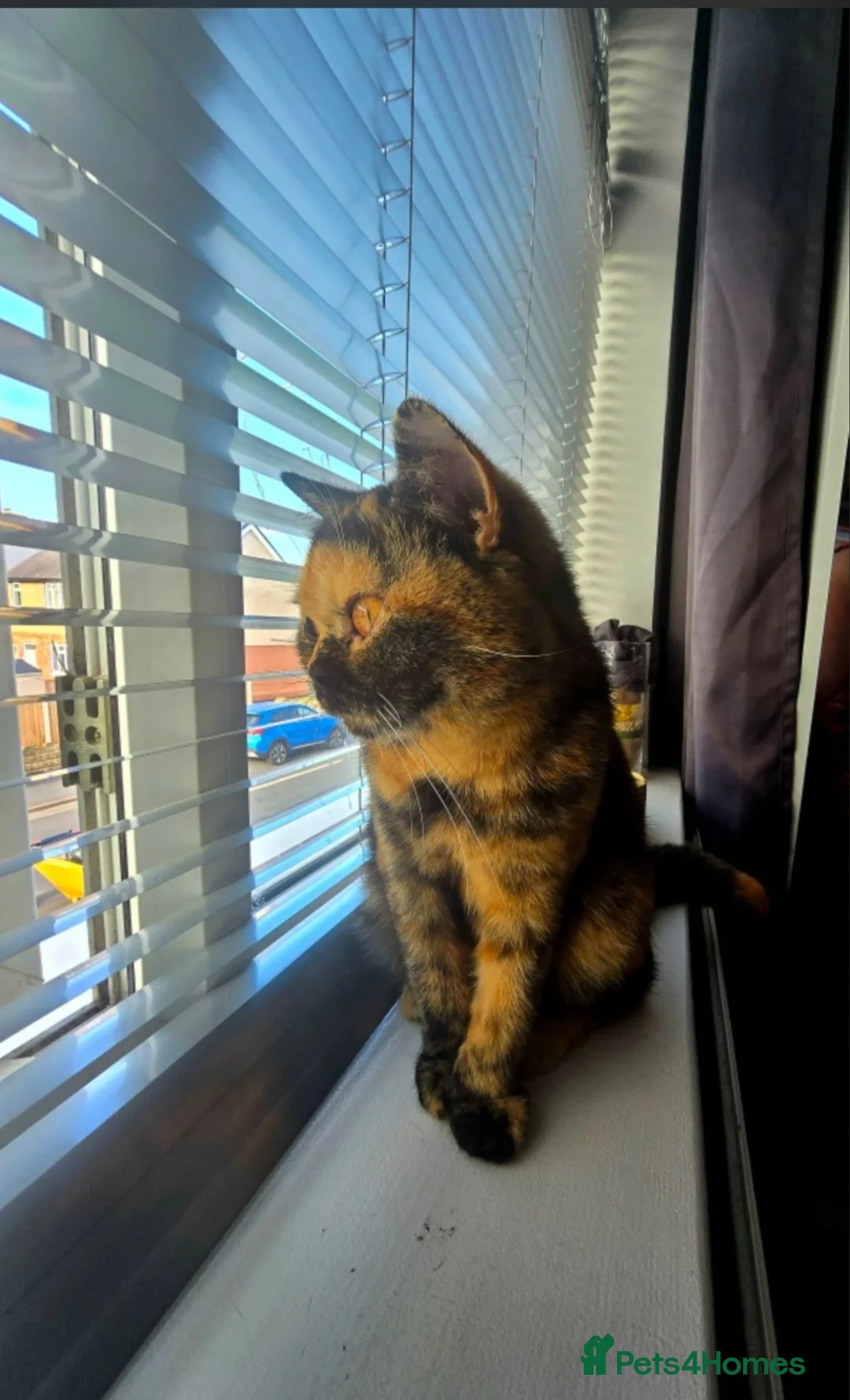 British Shorthair cats for sale: ❤️❤️❤️ - Advert 2