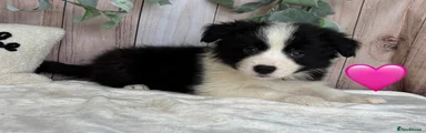 Pink Collar Female