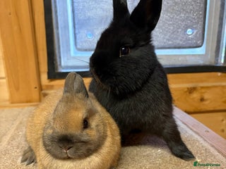 Netherland Dwarf rabbits Stunning Netherland Dwarf Rabbits - Advert 1