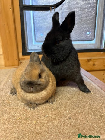 Netherland Dwarf rabbits Stunning Netherland Dwarf Rabbits - Advert 1