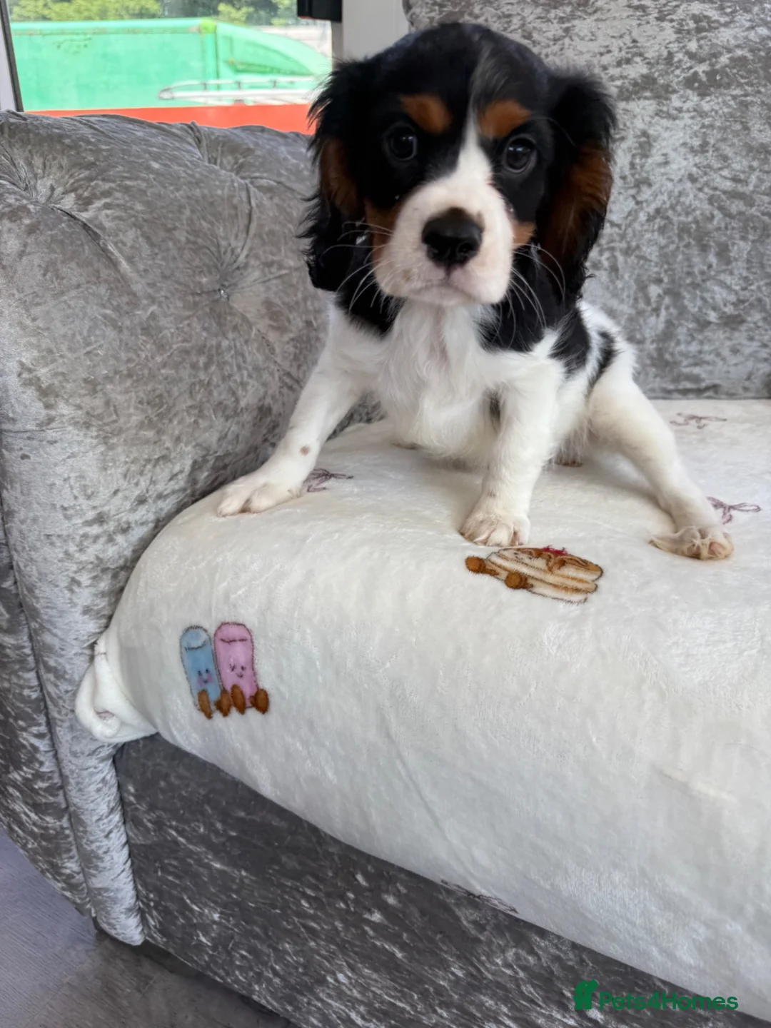 Cavalier King Charles Spaniel dogs for sale: Stunning KC registered tri girls - Advert 8