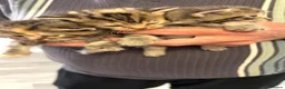 Mixed Breed cats for sale: 2 British short hair cross tabby kittens  in Melksham - Advert 5
