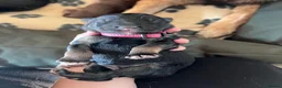 German Shepherd dogs for sale: German Shepherd Puppies in Selby - Advert 3