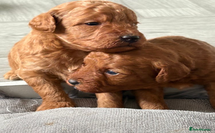 Jackapoo dogs - Advert 11