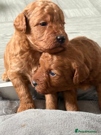 Jackapoo dogs - Advert 11