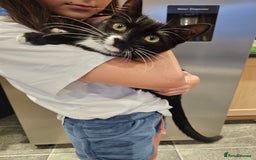 Mixed Breed cats for sale: Kitten great with Dogs, Cats, Young Children - Image 5