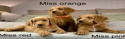 Goldendoodle dogs for sale: “OAKWELL RETRIEVERS” INSTAGRAM  - Advert 17