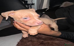 Mixed Breed dogs for sale: Mixed breed for cheap  - Image 12