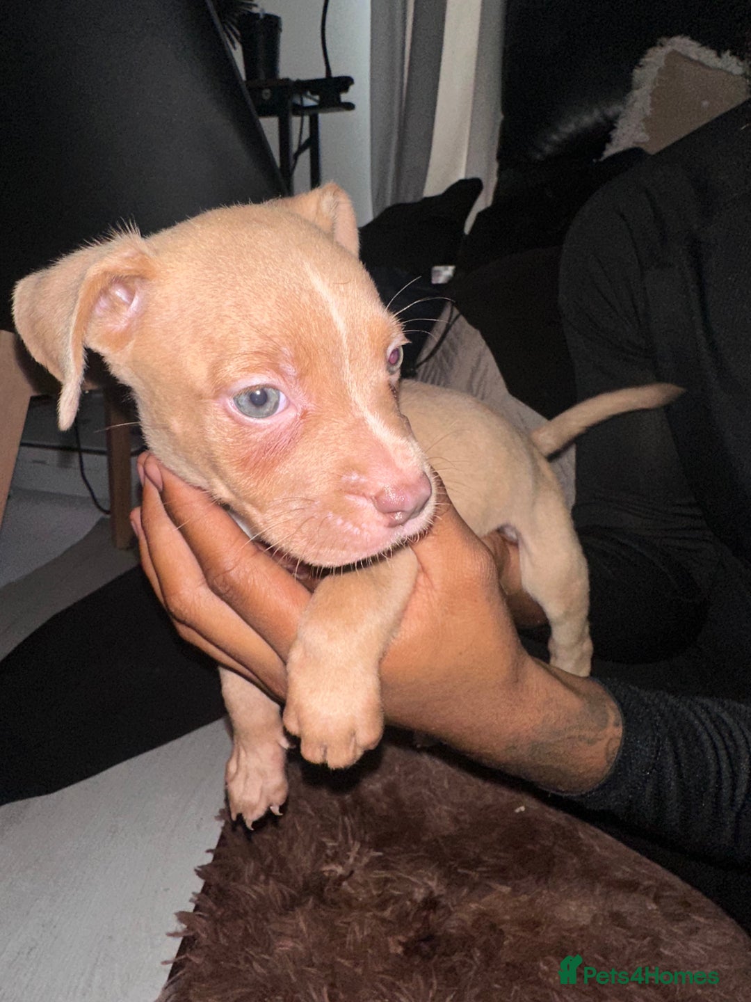 Mixed Breed dogs for sale: Mixed breed for cheap  - Image 12
