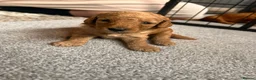 Cockapoo dogs for sale: Beautiful F1 cockapoos in Cranleigh - Advert 21