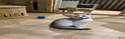 Abyssinian cats for sale: Silver Abyssinian kittens  - Advert 14