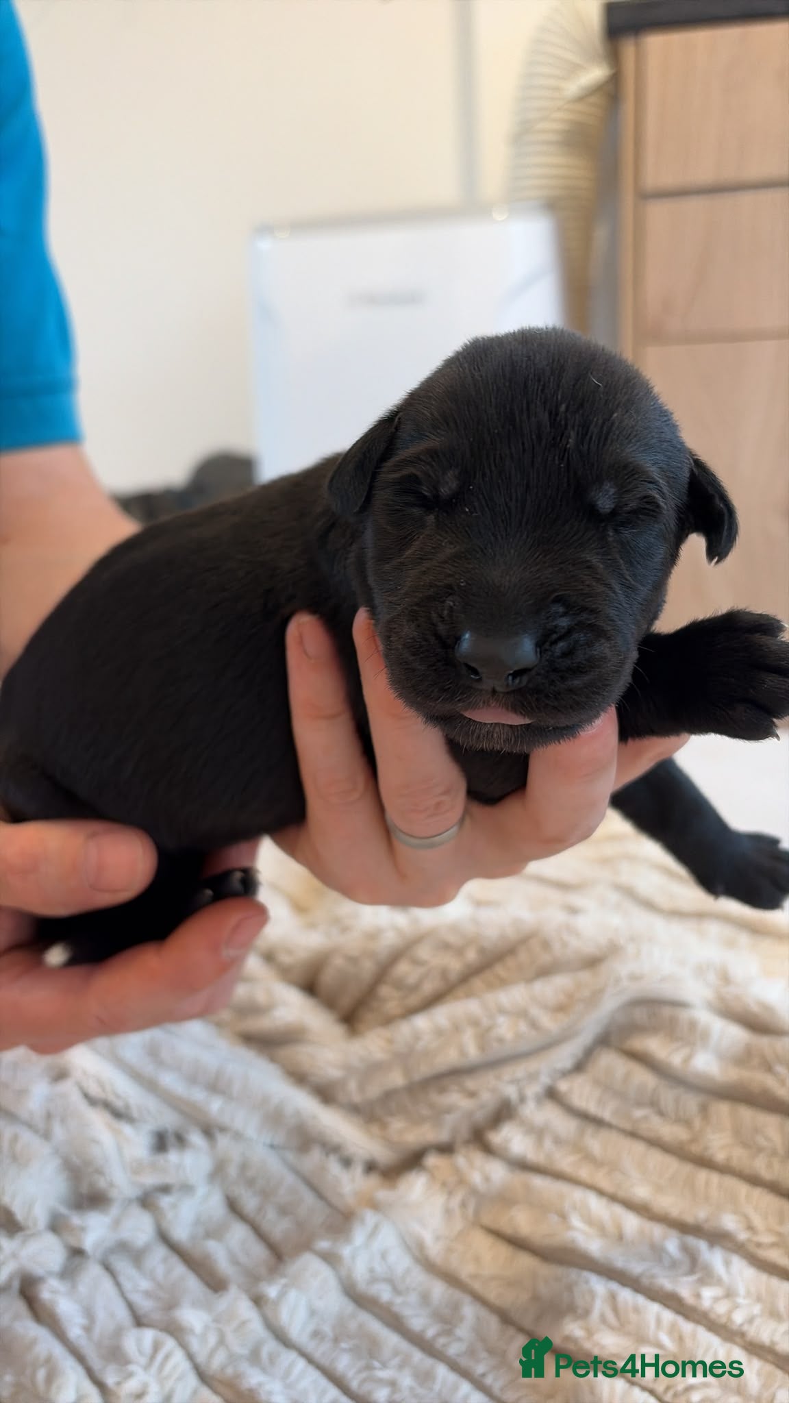 Irish Wolfhound dogs Irish Wolfhound Puppies for Sale: 3 Female 5 Male  - Advert 2