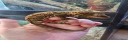 Gecko reptiles for sale: CB2025 Mainland chahoua (mossy gecko) - Advert 5