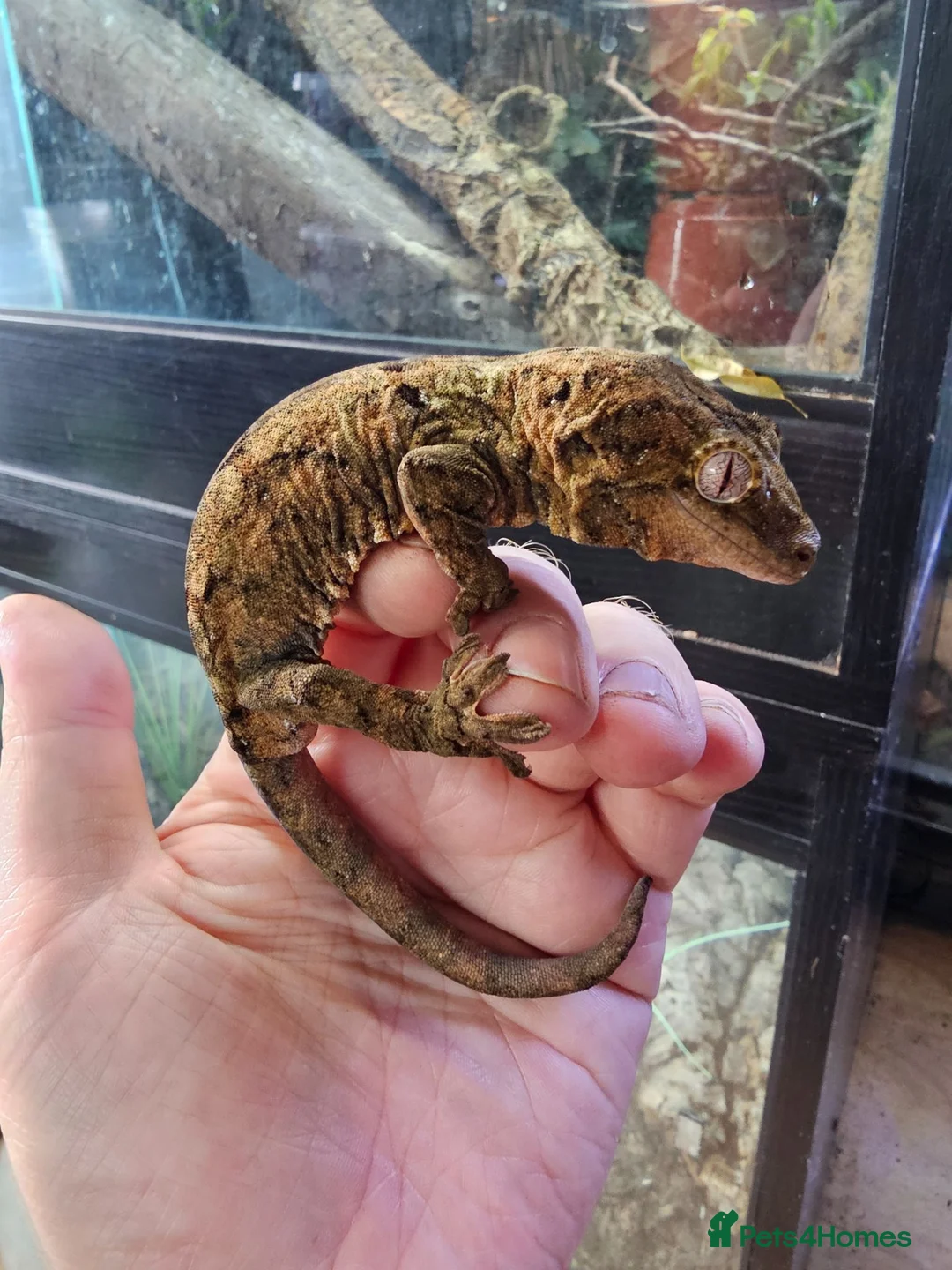 Gecko reptiles for sale: CB2025 Mainland chahoua (mossy gecko) - Advert 5